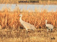 sandhill cranes 2